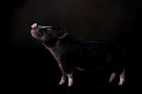 Sammy (pig)